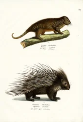 Stekelvarkens, 1824